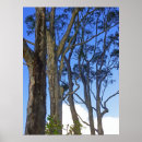 Search for eucalyptus tree posters Gum