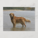 Search for retreiver postcards Retriever golden