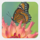 Search for mimic stickers Limenitis archippus