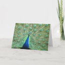 Search for tail feathers cards Peacock