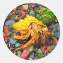 Search for hermit crab stickers Crustacean