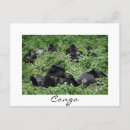 Search for mountain gorillas postcards Primate