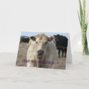 Search for cow get well cards Cattle