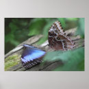 Search for large butterfly posters Morpho