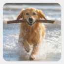Search for sea dog stickers Cute