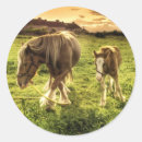 Search for horse foal stickers Animal