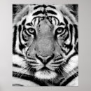 Search for black white tiger posters Cat