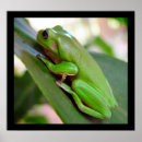 Search for green tree frog posters Frogs