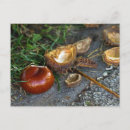 Search for conkers Chestnut