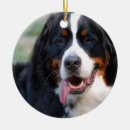 Search for bernese mountain dog christmas tree decorations Pet