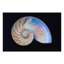 Search for nautilus seashell posters Ocean