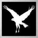 Search for harrier posters Raptor