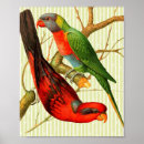 Search for vintage parrot posters Tropical birds