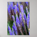 Search for salvia art Purple