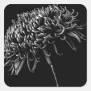 Search for chrysanthemum flower stickers Botany