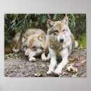 Search for grey wolves posters Canine