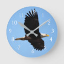 Search for fly like an eagle Nature