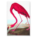 Search for american flamingo posters John james audubon