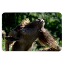 Search for billy goat magnets Goats