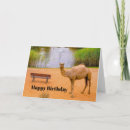 Search for camel birthday cards Wildlife