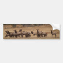 Search for herd bumper stickers Wild