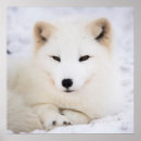 Search for snow white posters Wildlife