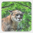 Search for puma the animal stickers Cougar