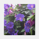 Search for morning glory magnets Glories