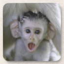 Search for baboon barware Horizontal