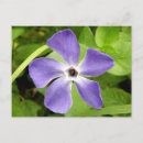 Search for periwinkle blue postcards Flower