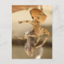Search for monkey face postcards Close up