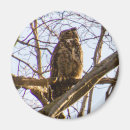 Search for horn magnets Owl