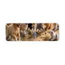 Search for cute kitten return address labels Kittens