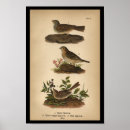 Search for ornithologist posters Ornithology