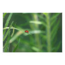 Search for lady bug art Wildlife