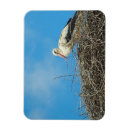 Search for stork magnets Nature