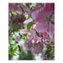 Search for crab apple posters Tree