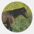 Search for mustang gift wrap Flowers