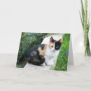 Search for humor note cards Cat