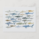 Search for sharks postcards Wildlife