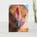 Search for chicken photography Poultry