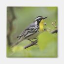 Search for warbler magnets Songbird