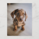Search for dachshund puppy postcards Cute baby animal
