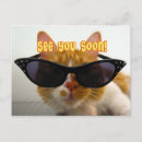 Search for cool cat postcards Cute