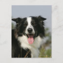 Search for headshot postcards Dog