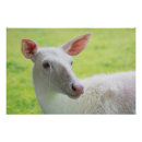 Search for albino posters Nature