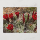 Search for cups postcards Cacti