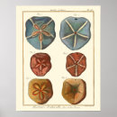 Search for gem posters Shell