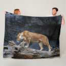 Search for lionesses blankets Africa