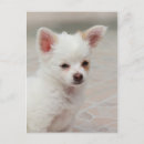 Search for chihuahua puppies postcards Animal